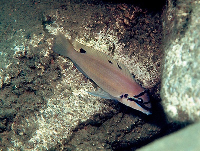 Chalinochromis brichardi 'Halembe'